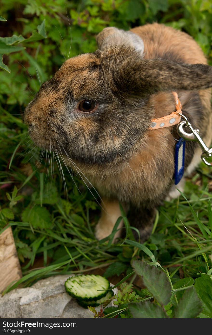 Thoughtful rabbit and his lunch. Thoughtful rabbit and his lunch