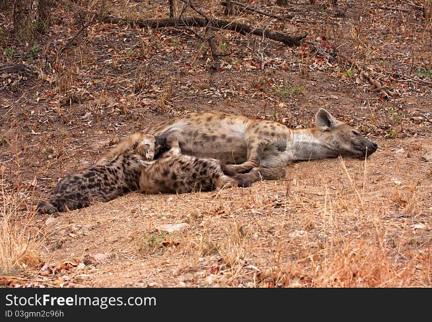 Spotted hyena in Kruger National Park, South Africa, with two young suckling. Spotted hyena in Kruger National Park, South Africa, with two young suckling