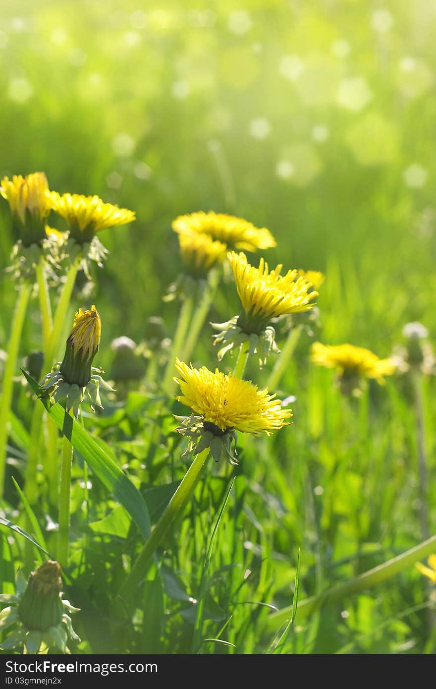 Meadow with dandelions