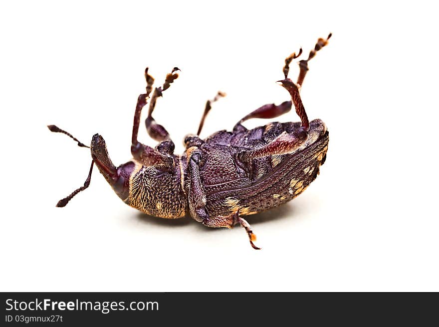 Closeup shot of a upside-down beetle isolated on white