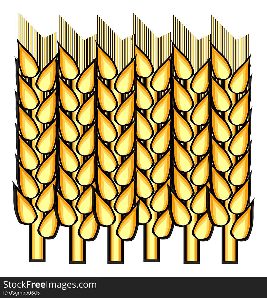 Spikelets of wheat