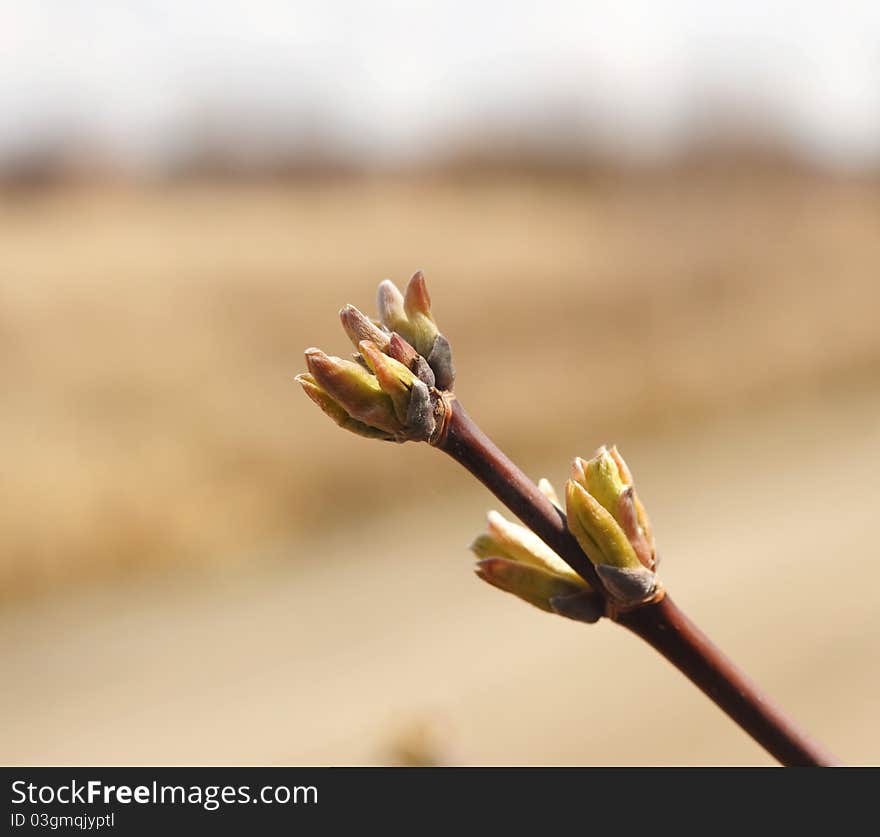 Spring bud.