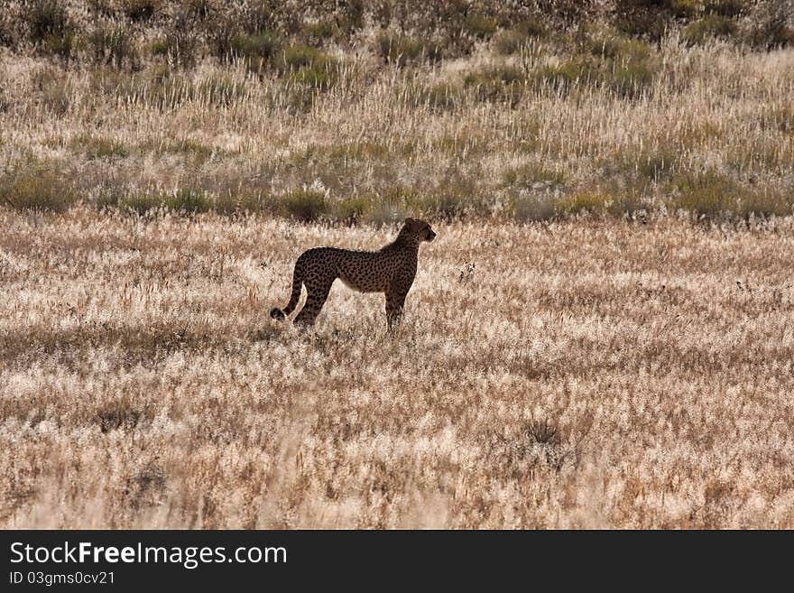 Single cheetah backlit silhouette on the grass savanna of the Kgalagadi Transfrontier Park in the kalahari in South Africa. Single cheetah backlit silhouette on the grass savanna of the Kgalagadi Transfrontier Park in the kalahari in South Africa