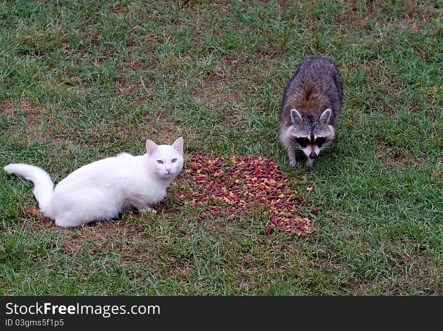 Wild cat and raccoon feeding together in a yard in the afternoon