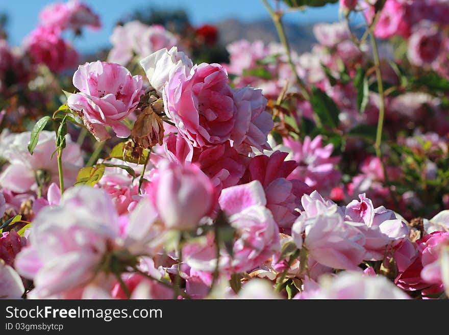 A large group of hybrid pink and white roses with a hint of blue sky. A large group of hybrid pink and white roses with a hint of blue sky.