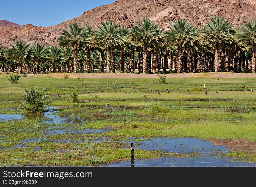 Agricultural date palm farm in dry semi-desert of Northern Cape in South Africa