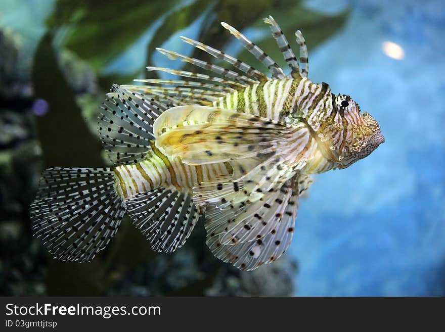 Zebra turkeyfish