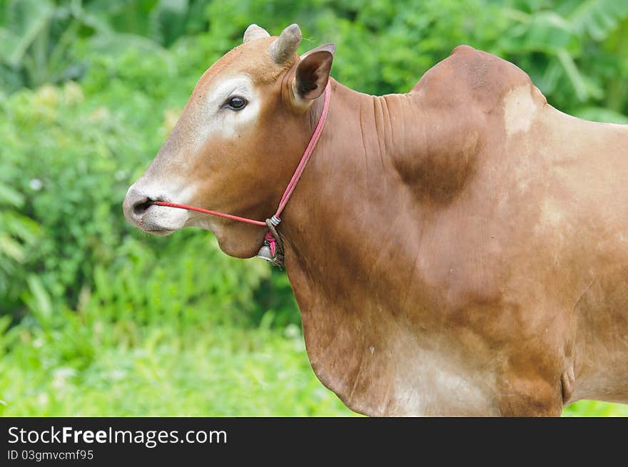 Thai brown cow on meadow in side view