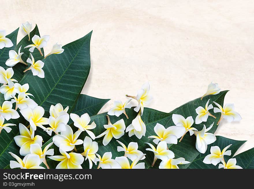 Plumeria flowers and leaves with texture space background