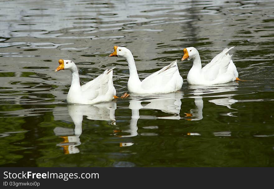 White geese