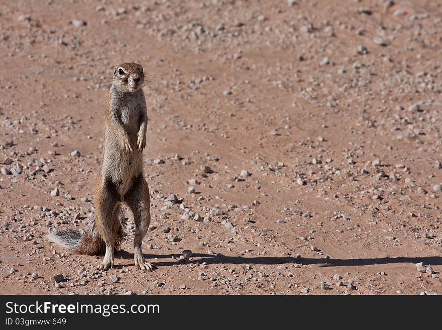 Ground Squirrel