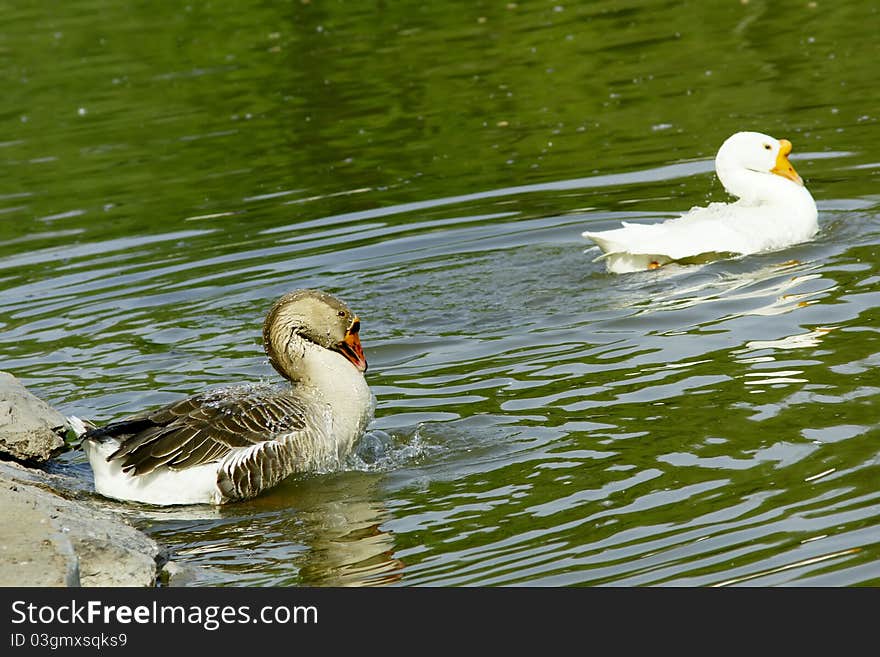 Two geese are sorting out the feather