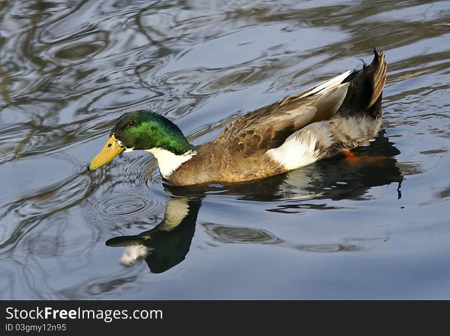 The close-up of green head duck