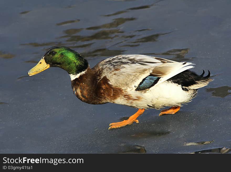 The close-up of green head duck