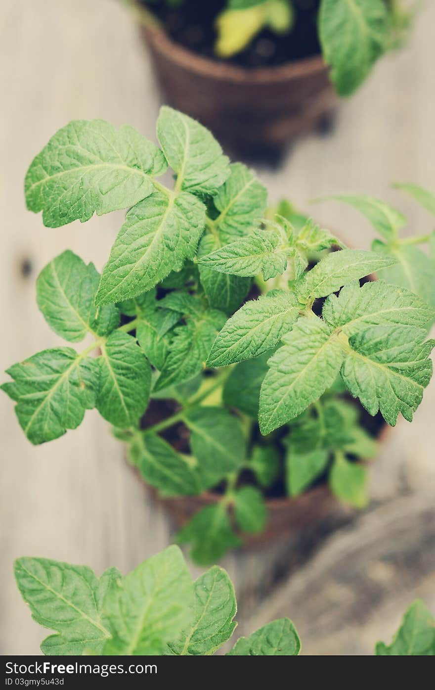 A still life photo of a tomato plant, shallow depth of field. A still life photo of a tomato plant, shallow depth of field