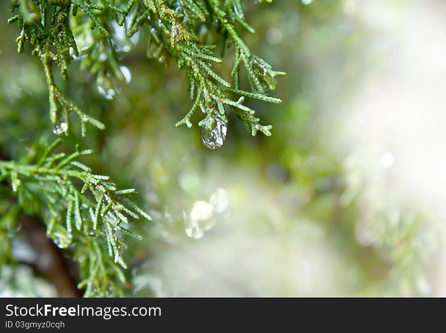 Clean water drops on tree. Clean water drops on tree.