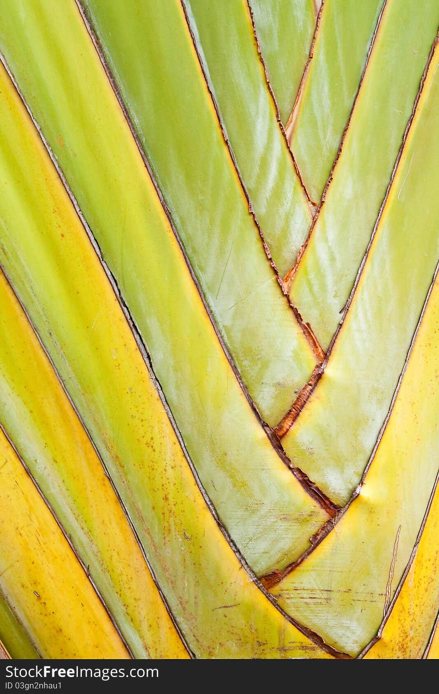 Texture of Traveller's tree or Banana Fan