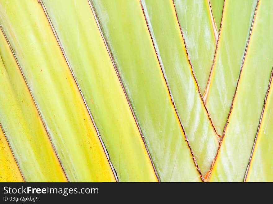 Texture of Traveller's tree or Banana Fan