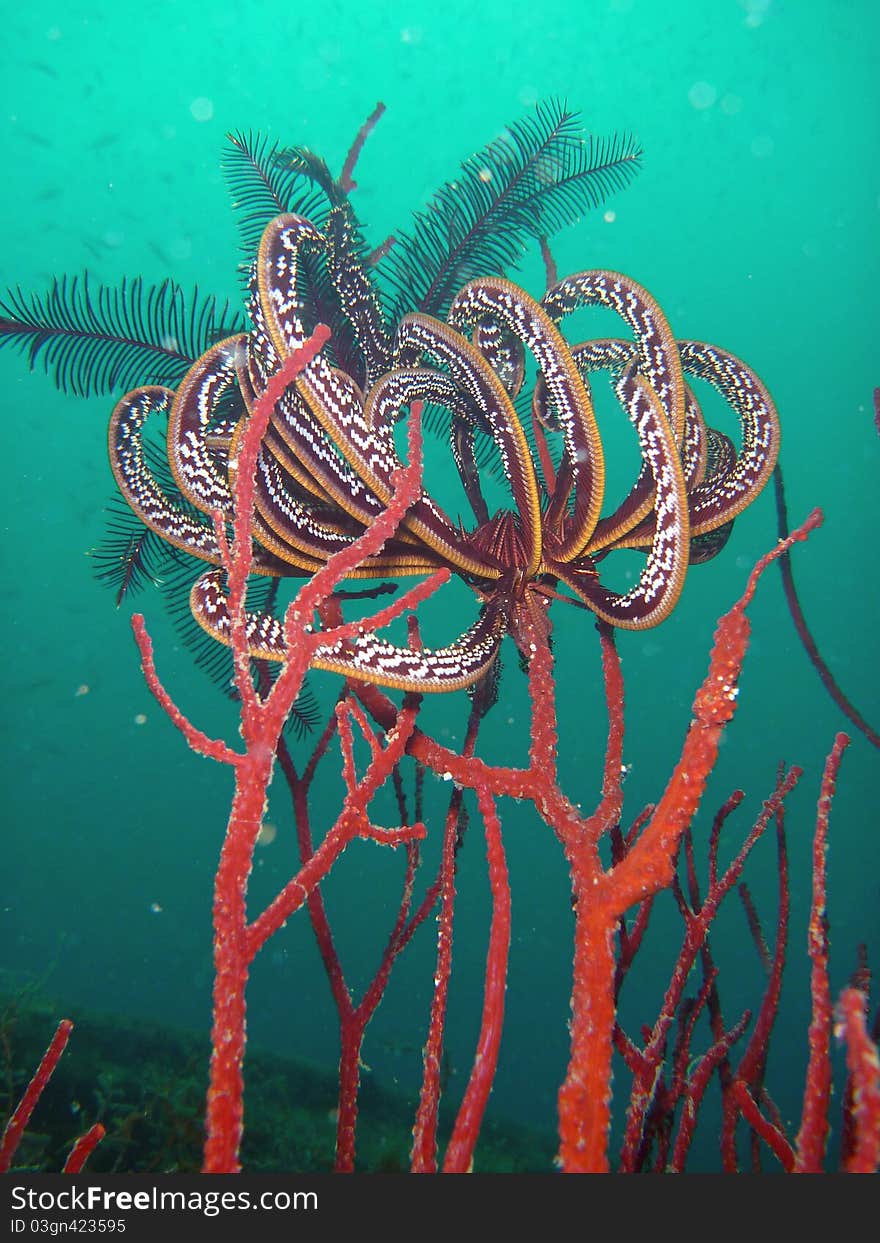 Feather Stars perched on top of whip corals, catching unsuspecting passers-by. Feather Stars perched on top of whip corals, catching unsuspecting passers-by