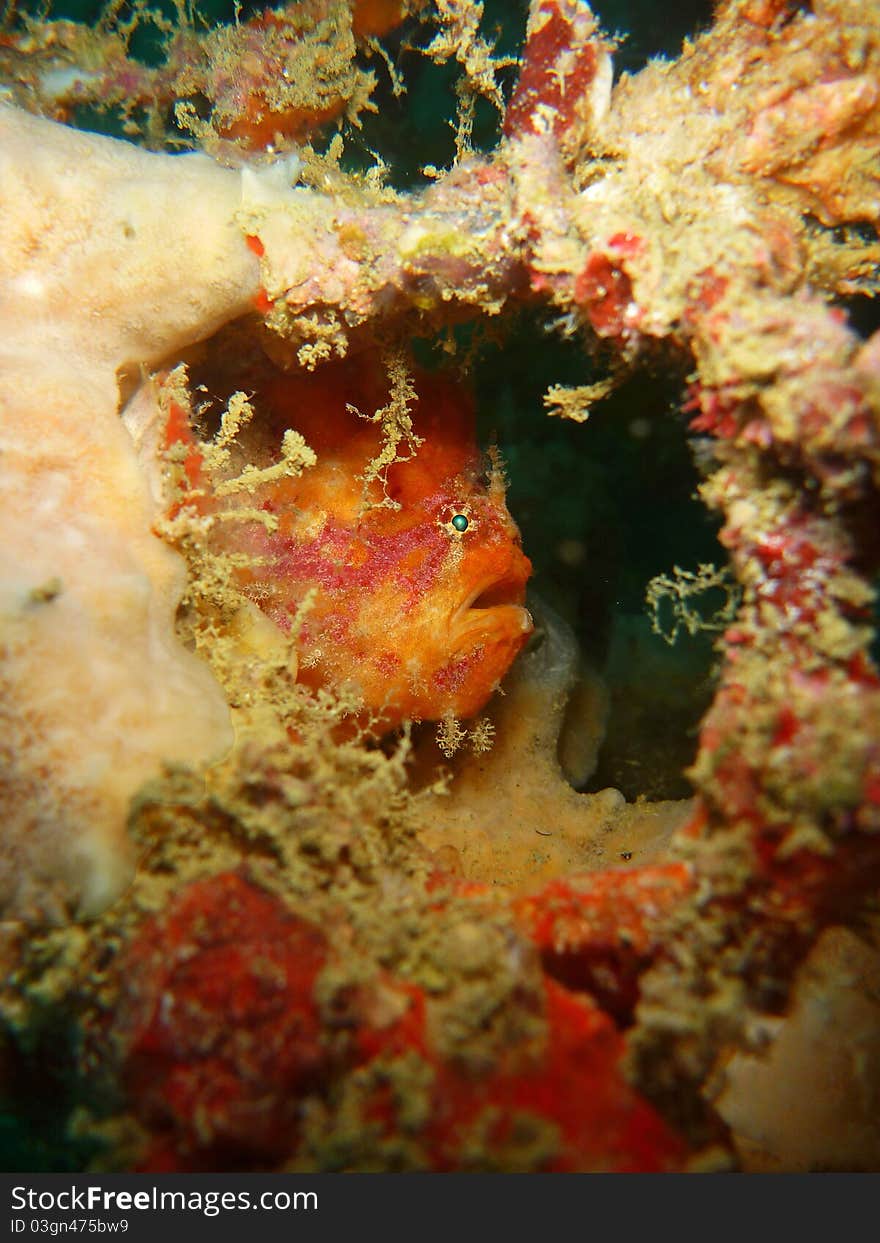 A very shy little Frogfish peeking out from his hiding place. A very shy little Frogfish peeking out from his hiding place