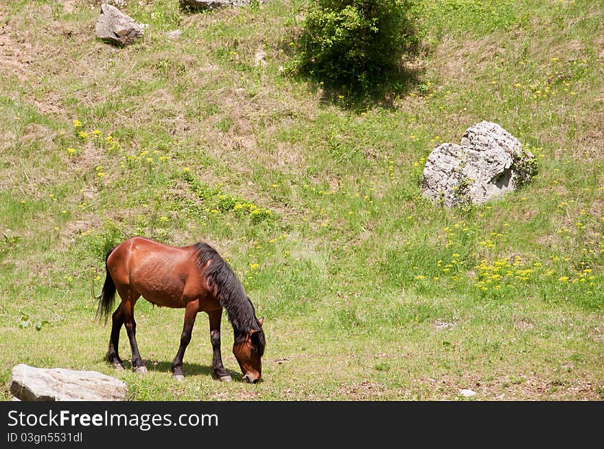 Brown horse on a green natural meadow. Brown horse on a green natural meadow