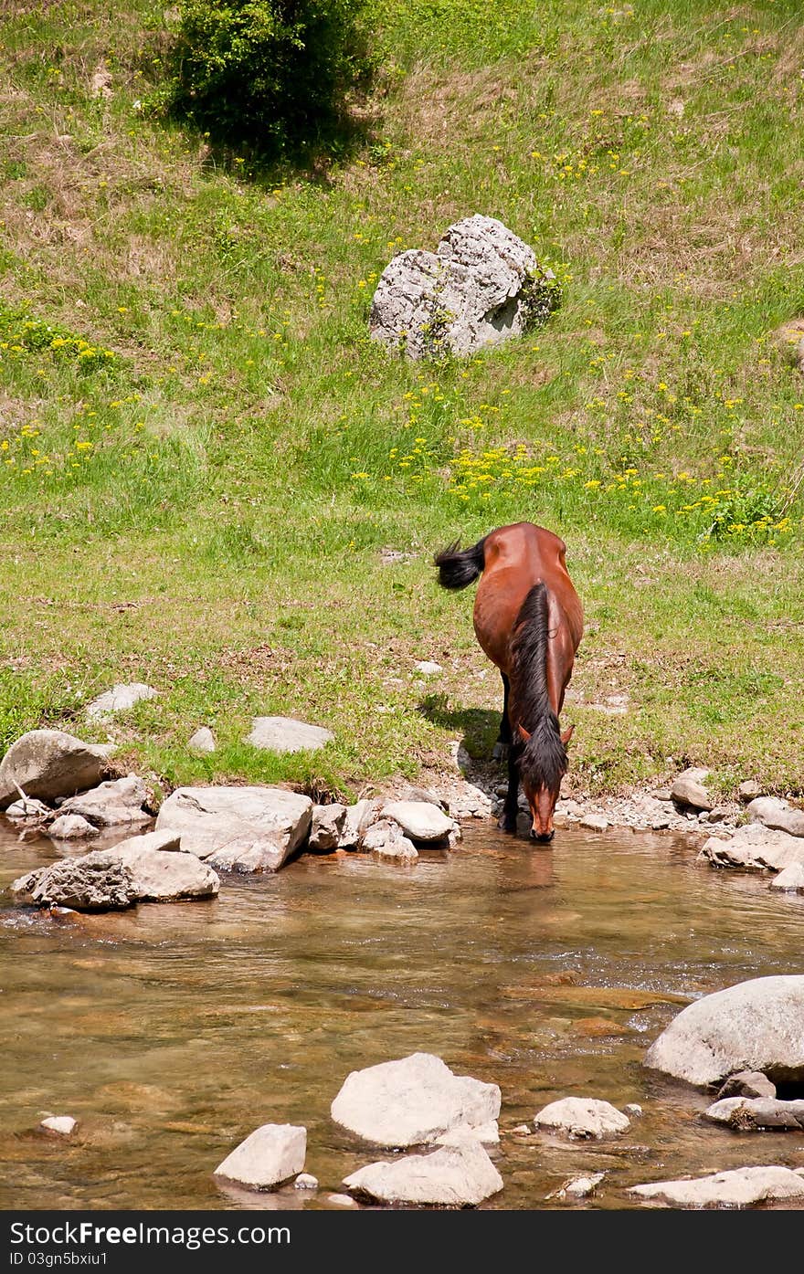 Brown horse on a green natural meadow. Brown horse on a green natural meadow