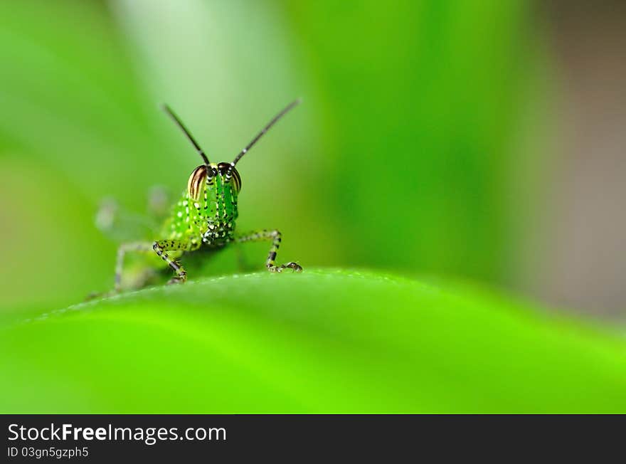 Green Grasshopper On Blade Of Grass