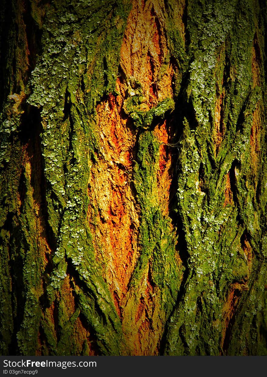 Wooden abstract background - Orange-green tree crust