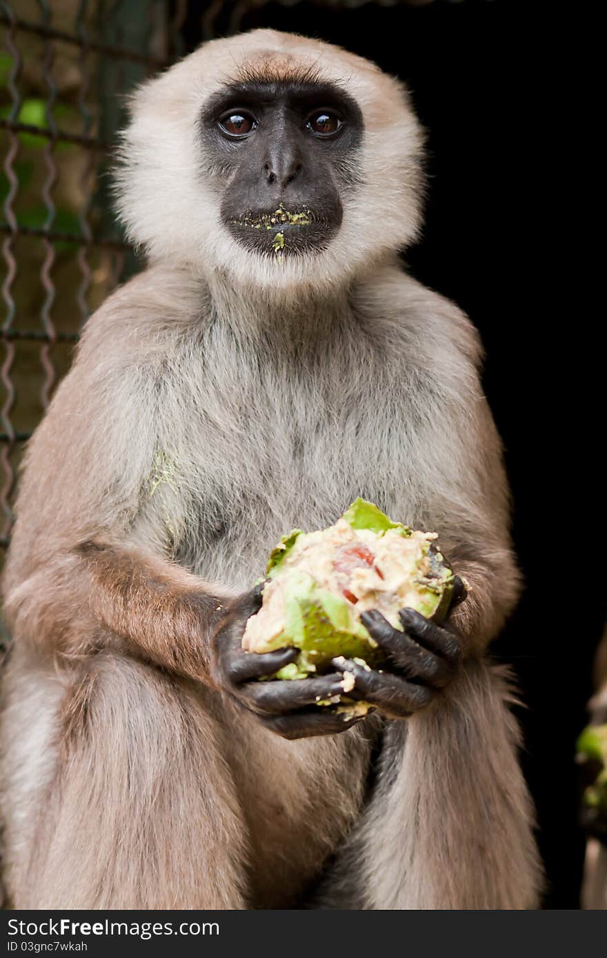 White-headed lemur eating an avocado