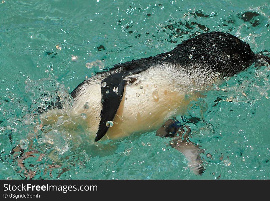 Australian little blue penguin spashing water around. Australian little blue penguin spashing water around