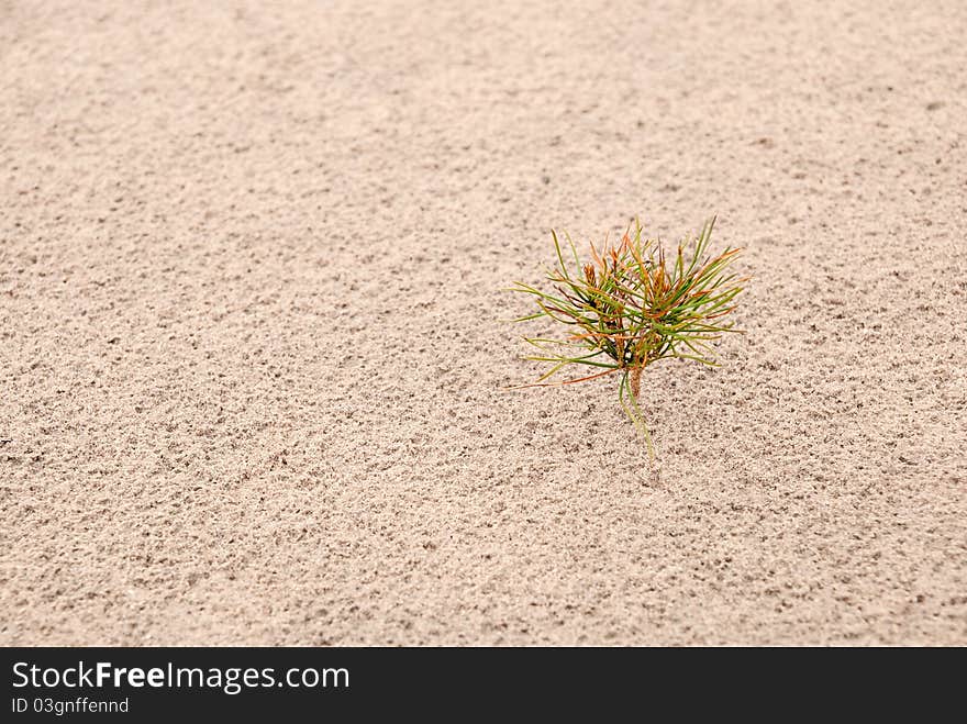 One Small Pine On Sand. Horizontal