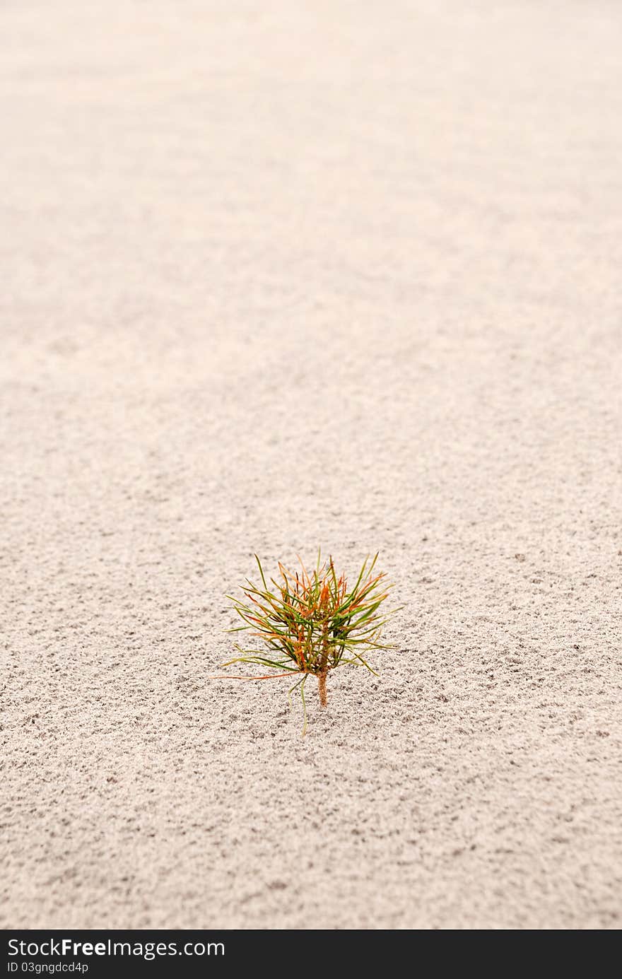 One small pine on sand. Vertical