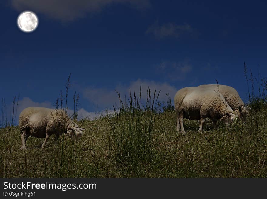 Sheep grazing in the moonlight