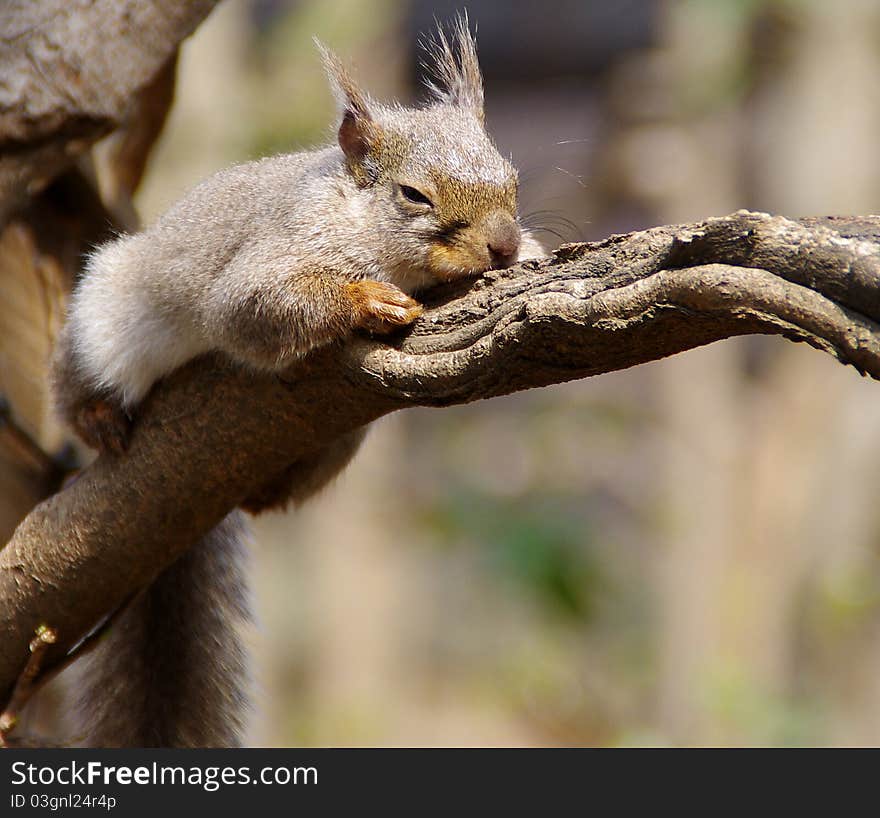 Sweet life of a Squirrel