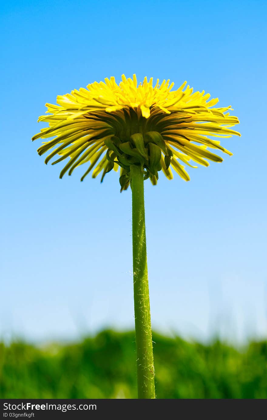 Dandelion yellow against the blue sky. Dandelion yellow against the blue sky