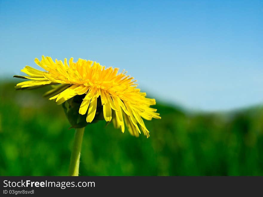 Dandelion yellow against the blue sky. Dandelion yellow against the blue sky