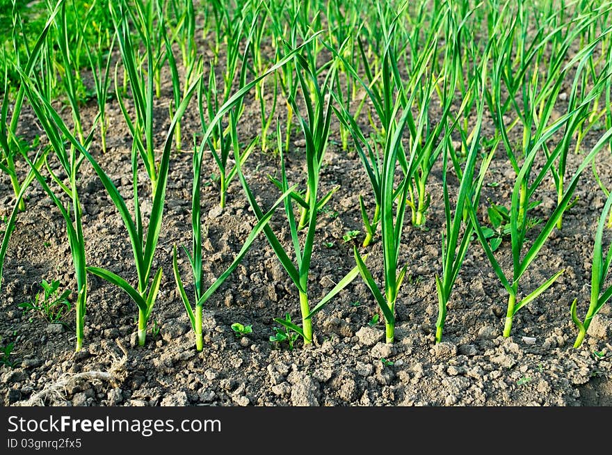 Green onions grow in the garden.