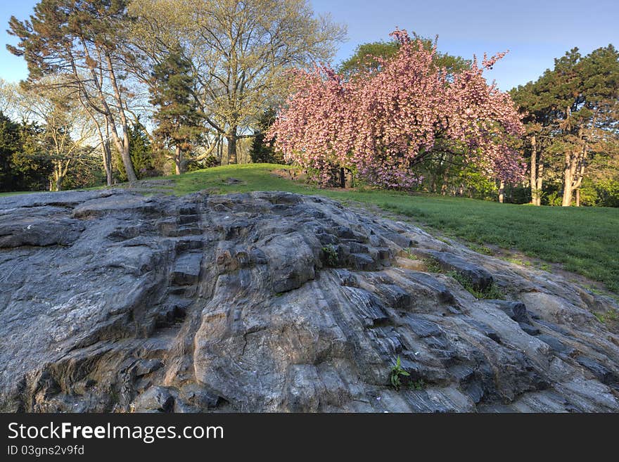 Central Park - New York City. Central Park - New York City