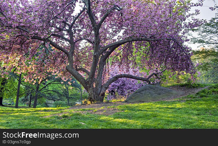 Japanese Cherry, Prunus serrulata