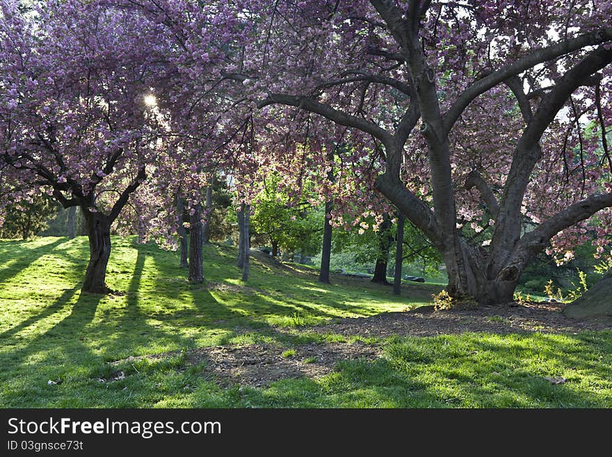 Japanese Cherry, Prunus serrulata