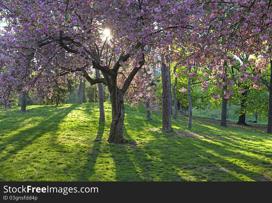 Japanese Cherry, Prunus serrulata