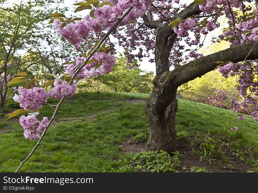 Central Park - New York City Japanese cherry trees in the spring in the esrly morning. Central Park - New York City Japanese cherry trees in the spring in the esrly morning.