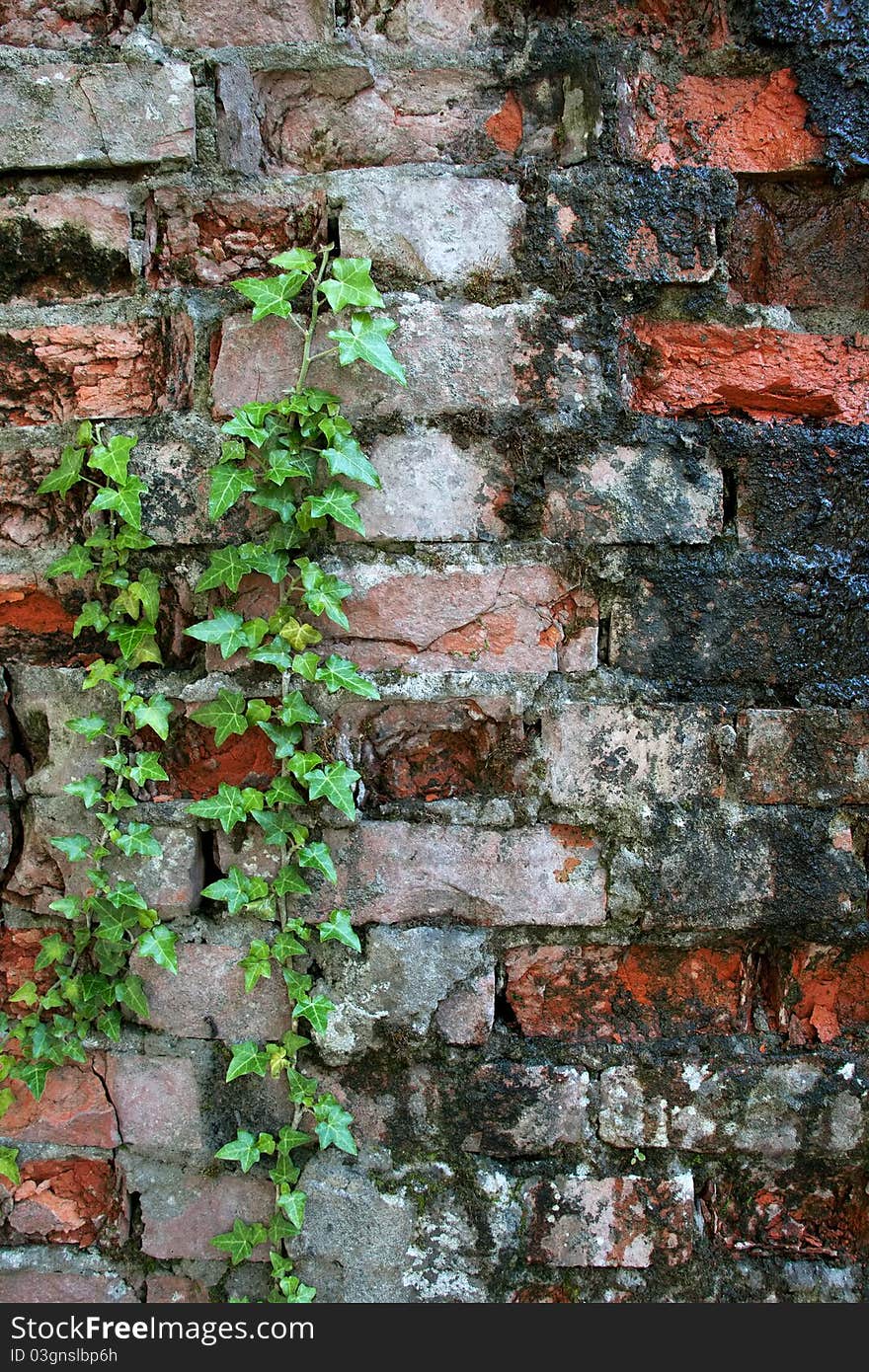 Old wall with broken bricks and creeper