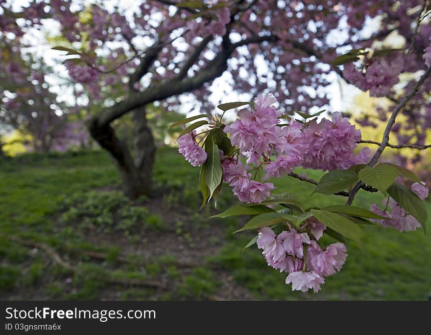 Central Park - New York City Japanese cherry trees in the spring in the esrly morning. Central Park - New York City Japanese cherry trees in the spring in the esrly morning.