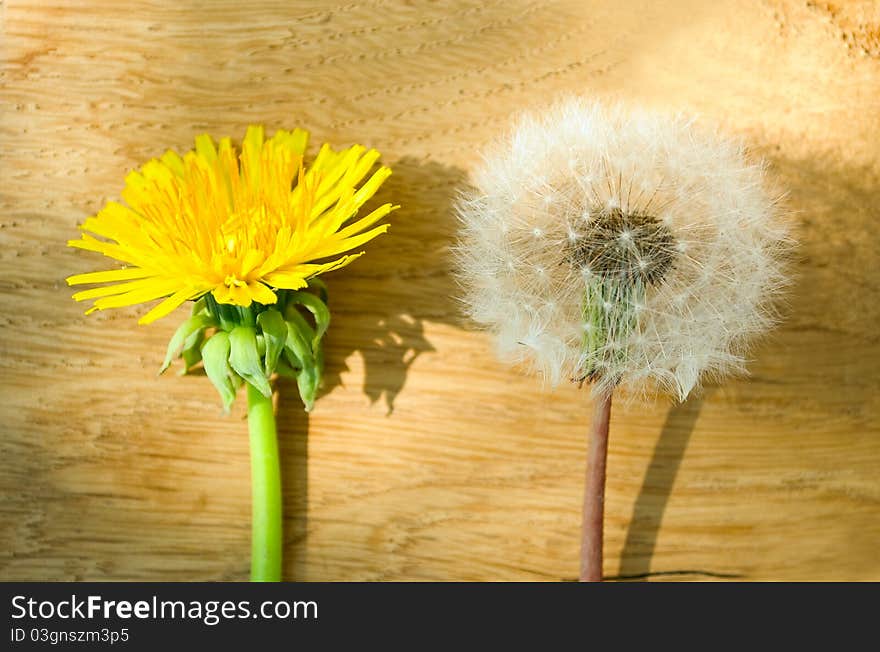 Dandelion yellow against the blue sky. Dandelion yellow against the blue sky