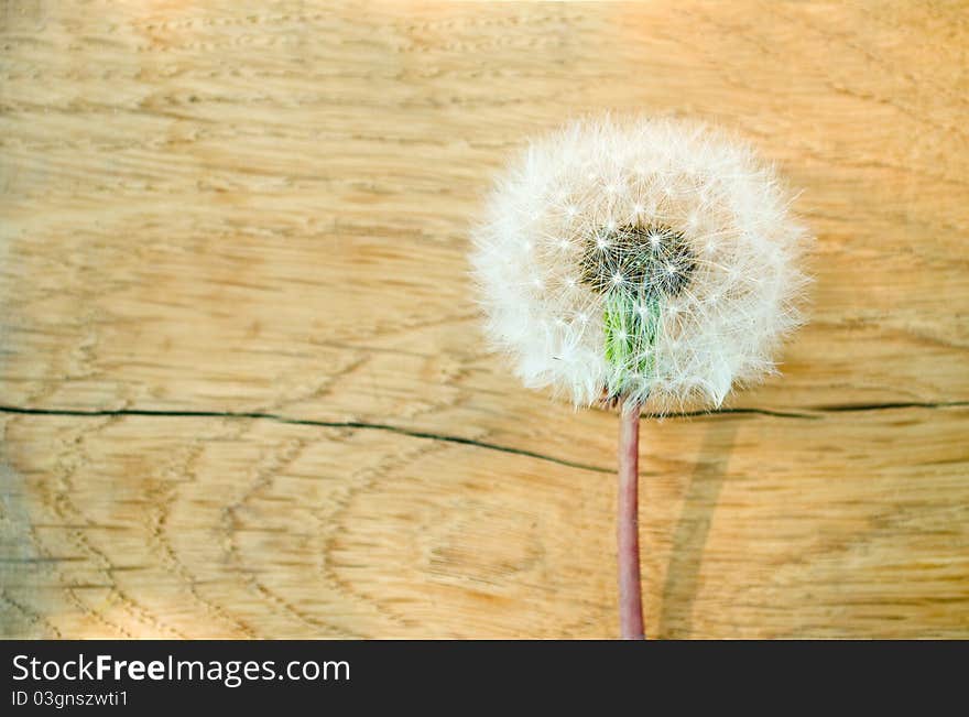 Fluffy dandelion on the old board