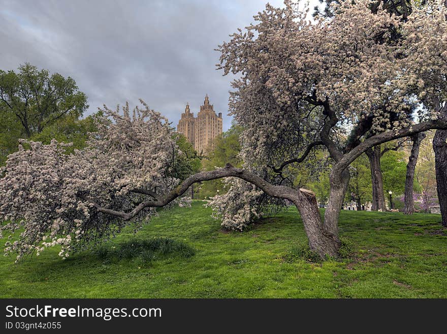 Spring In Central Park