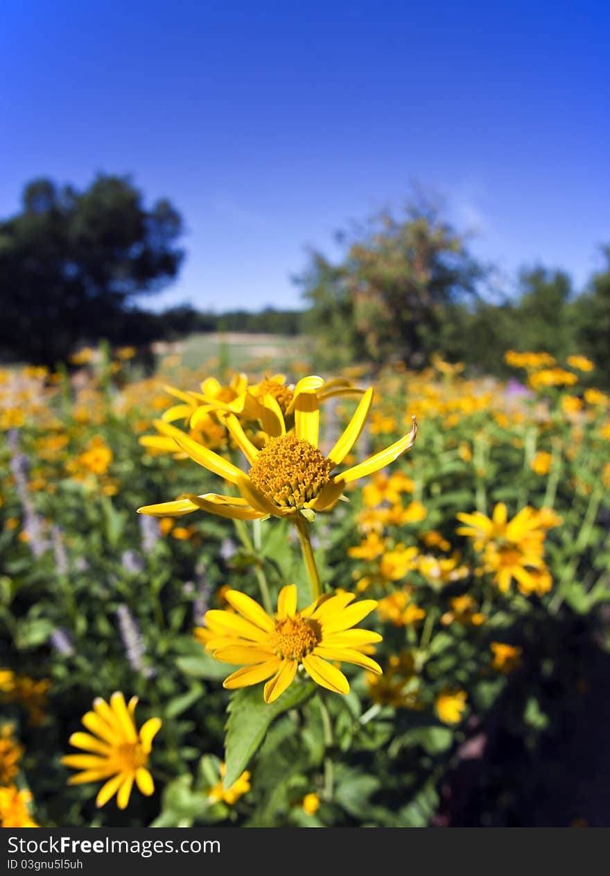 Field Of Yellow Daisies