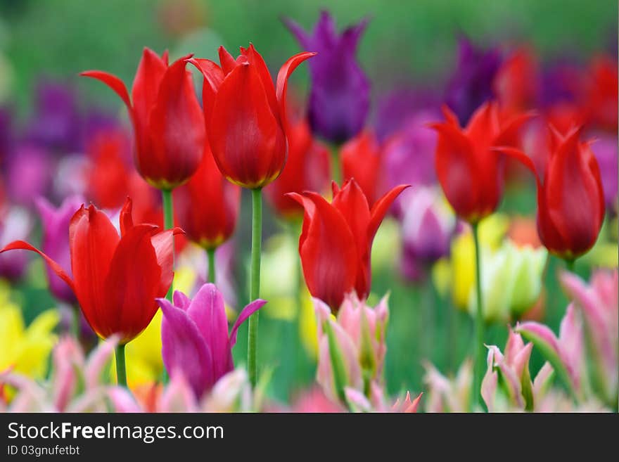 Colorful tulips