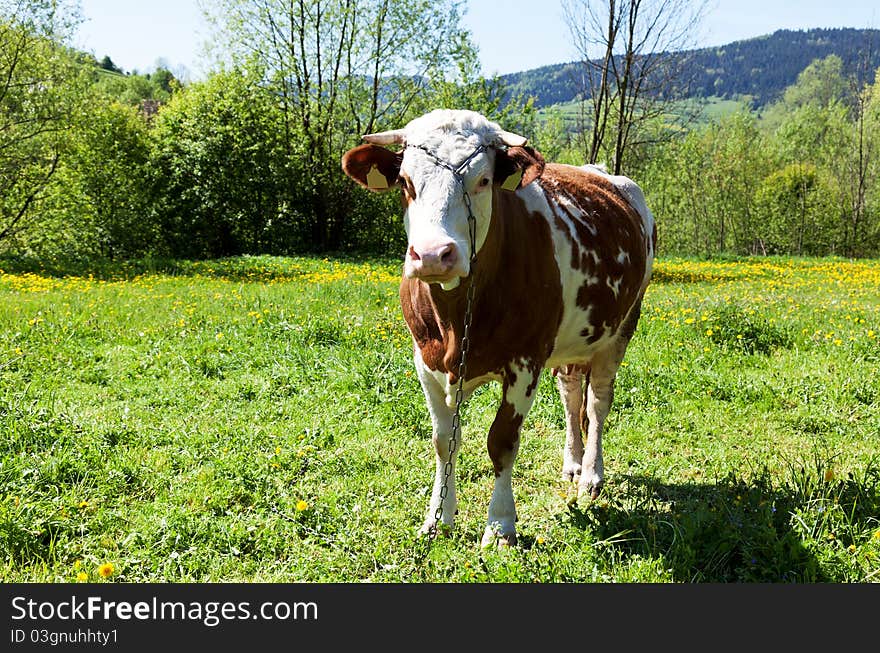 Cow on a fresh spring grass